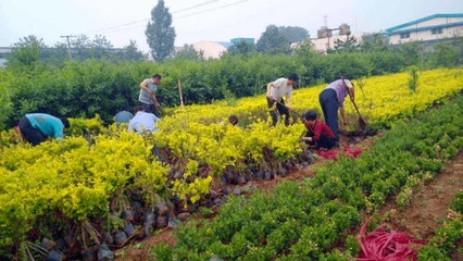 夏季苗木种植攻略 如何提高绿化成活率