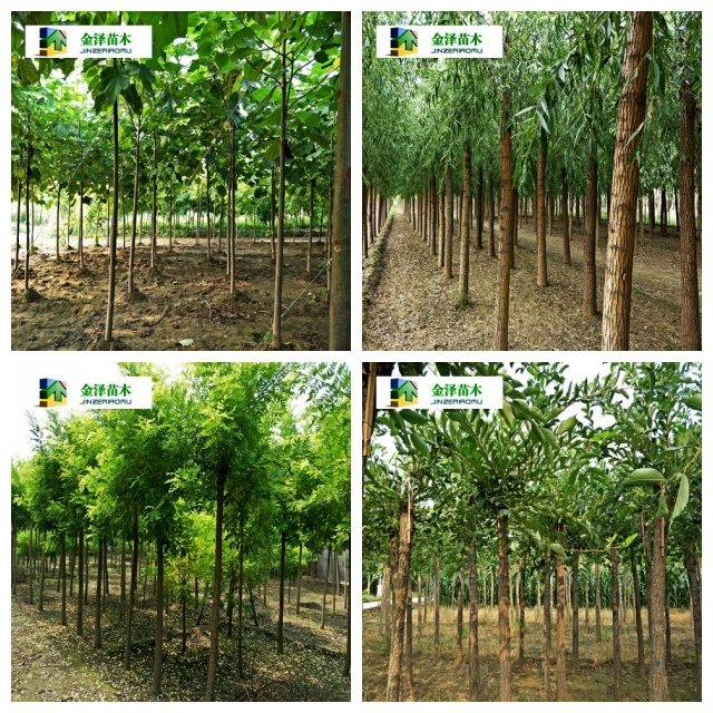 河北复叶槭苗木种植技术与管理指南
