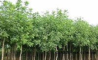 青州钰清花卉苗木种植基地产品供应解析 品质苗木的培育之道