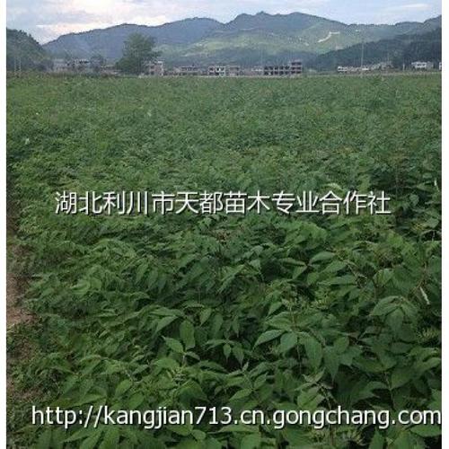 树苗(利川信都苗木)康健
